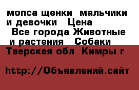 мопса щенки -мальчики и девочки › Цена ­ 25 000 - Все города Животные и растения » Собаки   . Тверская обл.,Кимры г.